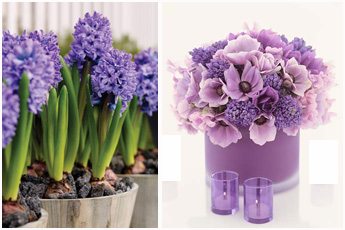 hyacinths Spring Blooms