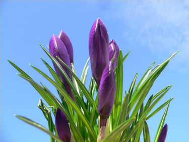 purple flowers 11 Time to Catch Up!